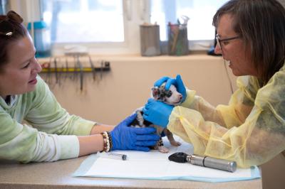 Dr. Tanya examining Polly Pocket the puppy