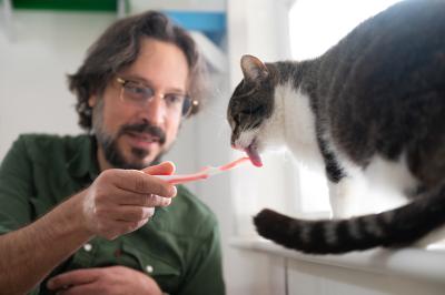 Person spoon-feeding Anthony the cat