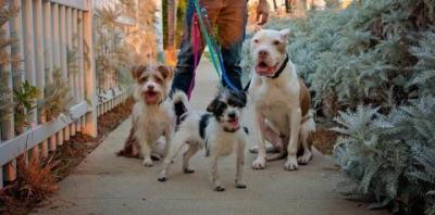 Three dogs on leashes standing together outside