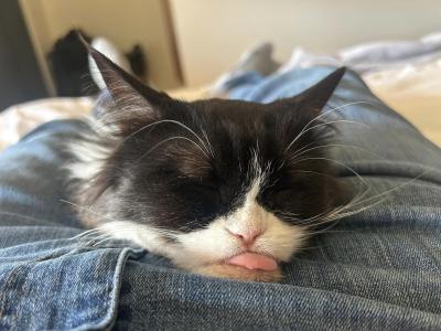 Jessie the cat asleep on a lap with her tongue out in a blep