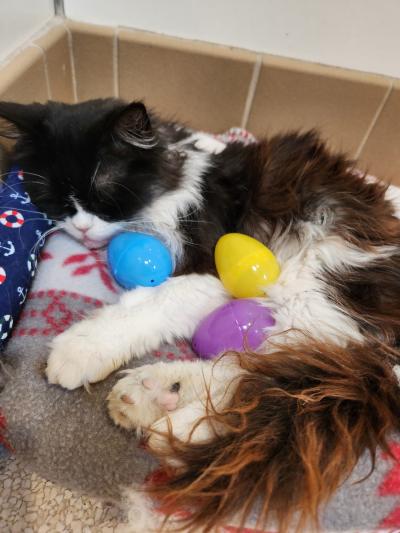 Jessie the cat asleep with three colored Easter eggs