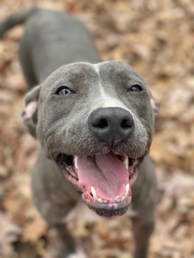 Smiling gray and white pit-bull-type dog