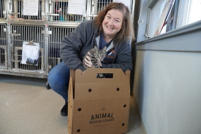 Smiling person putting a tabby kitten into a cardboard carrier
