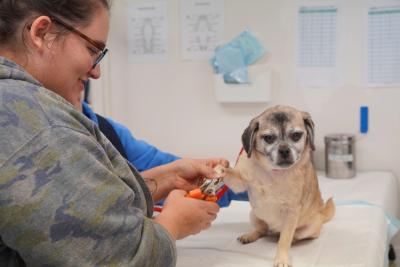 Person clipping the nails of an older, small brown dog
