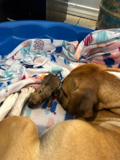 Ginger the dog with one of her puppies in a small, blanket-covered kiddie pool