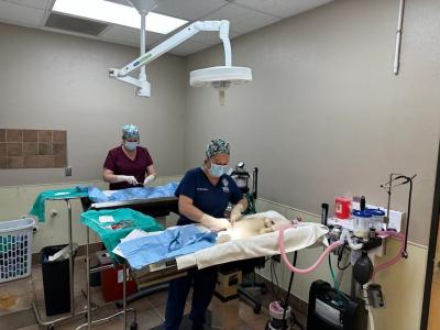 Two veterinarians performing spay/neuter surgeries on two tables next to each other