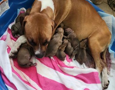 Ginger the dog lying on blankets in a small kiddie pool with her litter of puppies nursing