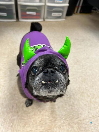 Monster the senior pug wearing a purple and green horned monster outfit