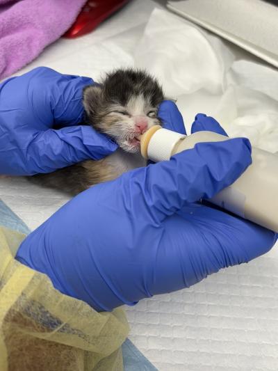 Bottle-feeding a kitten at The Animal Foundation