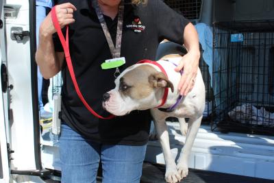 One of the many pets helped through transport partnerships at the Humane Society of South Coastal Georgia