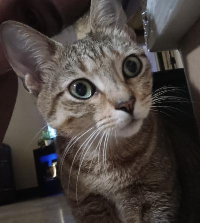 The face of Kiwi the cat