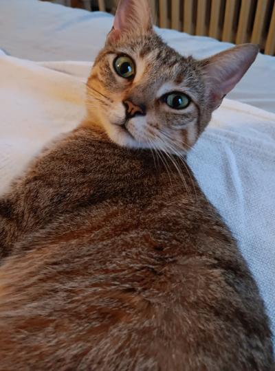 Kiwi the cat lying down