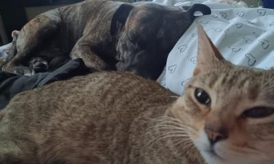 Kiwi the cat lying in bed next to Logan the dog