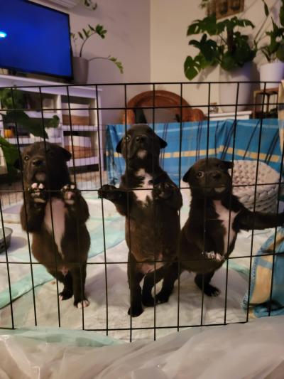 Three puppies in an enclosure in a home