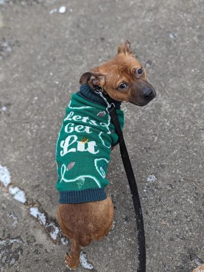 Pudding the dog outside on a leash wearing a green sweater