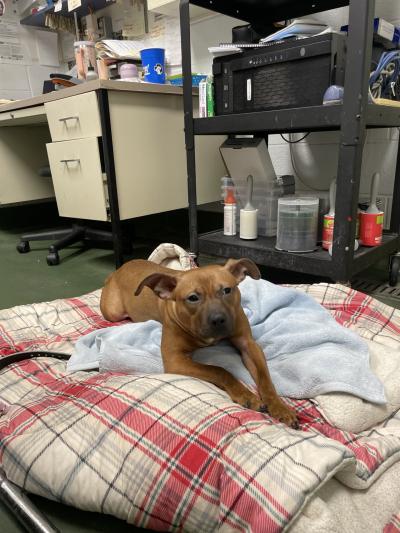Pudding the dog lying on a plaid comforter in a shelter office beside a desk