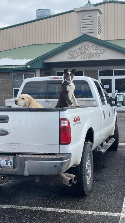 Two dogs in the back of a pickup truck in front of the Sevier County Animal Shelter