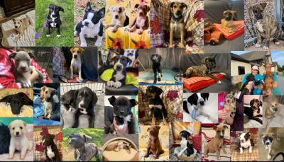 Collage of puppies saved from parvo by Skylar Clark