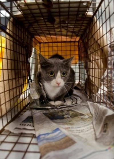 Gray and white cat in a humane trap