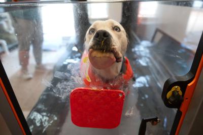 Josh the dog licking peanut butter while doing hydrotherapy