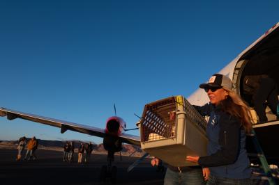 Best Friends CEO Julie Castle carrying a crate containing an animal off a plane following a transport flight