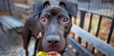 Black pit bull type dog looking into camera with wooden rail fence behind
