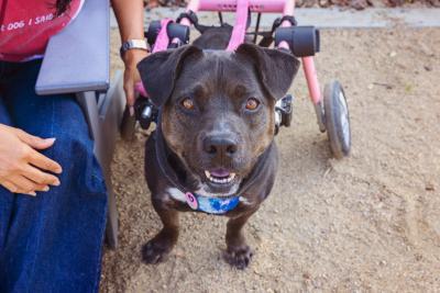 Kody the dog in her wheelchair