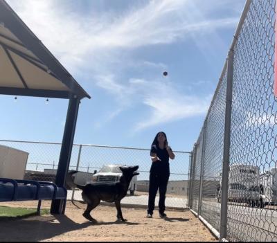 Person throwing a ball for a dog within a chain-link fence