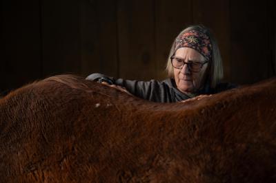 Volunteer Karin Hamilton massaging Rudy the horse's back