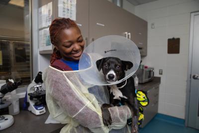 Smiling person wearing a protective gown holding a small black and white dog wearing an e-collar