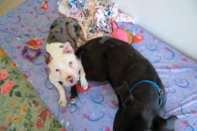 Kayak the dog lying next to another dog on a bed