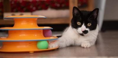 Black and white cat lying next to orange toy with green ball