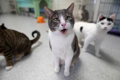 Kenneth the cat with mouth open with other cats around him