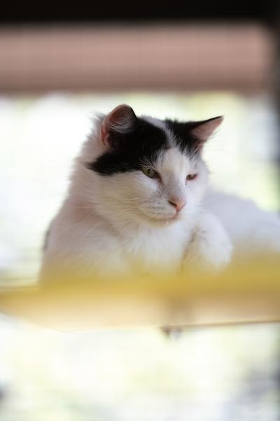 Kenobi the cat on a shelf
