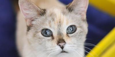 White cat looking at camera