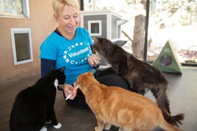 Volunteer Kim feeding Grog and some other cats some baby food on a tiny spoon