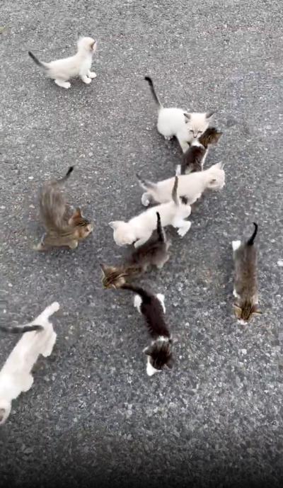 A group of the abandoned kittens who ran up to Robert Brantley