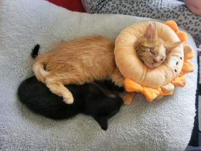 Leon the kitten wearing a lion protective cone, snuggled with Poppy Seed the kitten