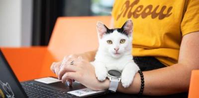 Person working on a laptop computer with a black and white kitten in her lap as well