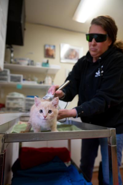 Canelo the kitten receiving laser treatment