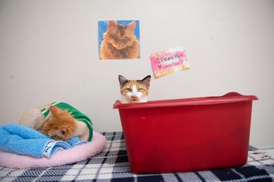 Dolly the kitten peeking her head out of a red plastic container, with a cat sleeping next to her and a painting of a cat on the wall