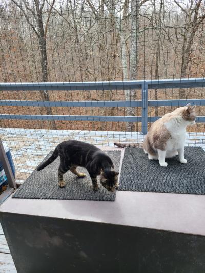 Eeyore and Murphy the cats outside in their catio