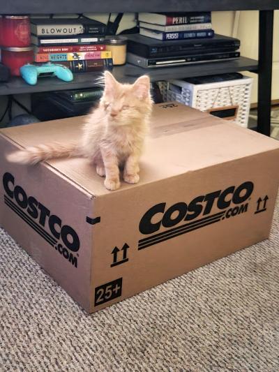 Leon the kitten sitting on a Costco box