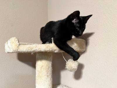 Trinna the kitten playing with a ball on the top of a cat tree