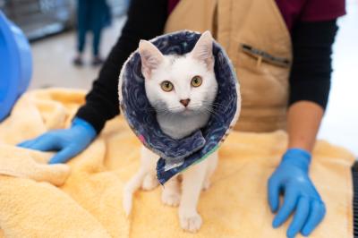 Liv the kitten wearing an e-collar on a towel with a person behind her wearing rubber gloves
