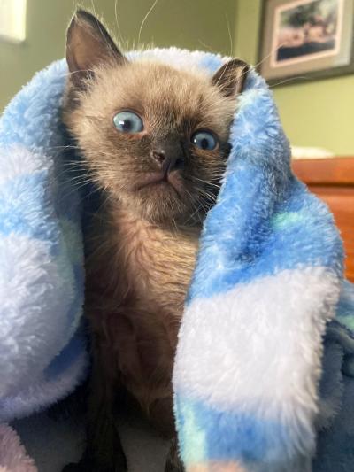 Llama the Siamese kitten wrapped in a soft blue and white blanket or towel