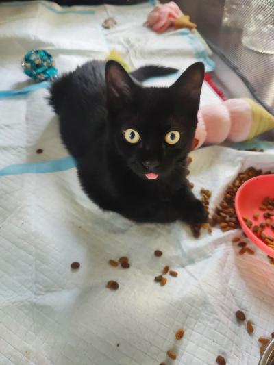 Midnight the kitten on a puppy pad with food round him, with his tongue stuck out