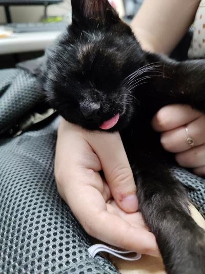 Midnight the kitten asleep with his tongue out, with a person's hand wrapped around him