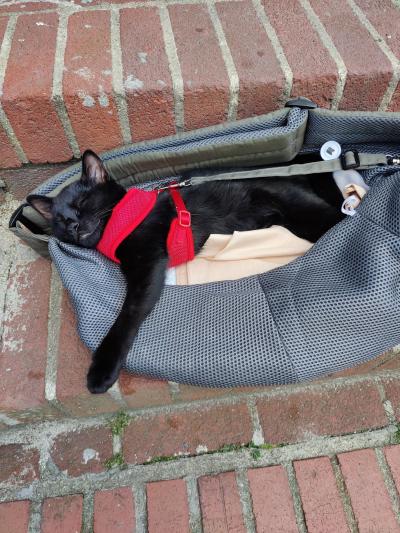 Midnight the kitten wearing a red harness asleep on a cat bed