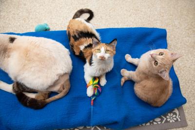Dolly the calico kitten on a blue blanket with two other cats